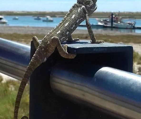 Petit Poisson Cabanas De Tavira